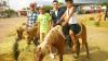 Foto de Ponys mi rancho
